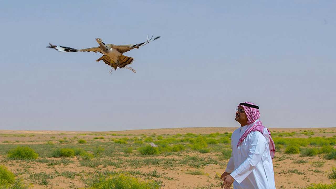 <div class="paragraphs"><p>إطلاق كائنات فطرية بمحمية الملك عبدالعزيز الملكية</p></div>
