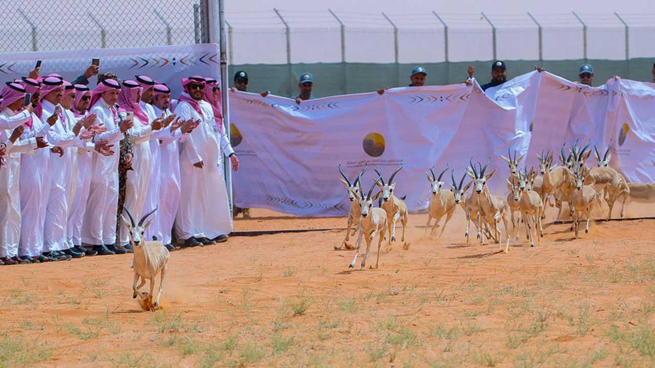 <div class="paragraphs"><p>إطلاق كائنات فطرية بمحمية الملك عبدالعزيز الملكية</p></div>