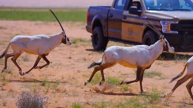 إعادة توطين الكائنات الفطرية المهددة بالانقراض