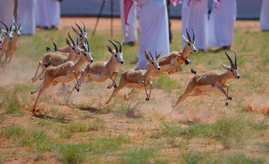 إعادة توطين الكائنات الفطرية المهددة بالانقراض