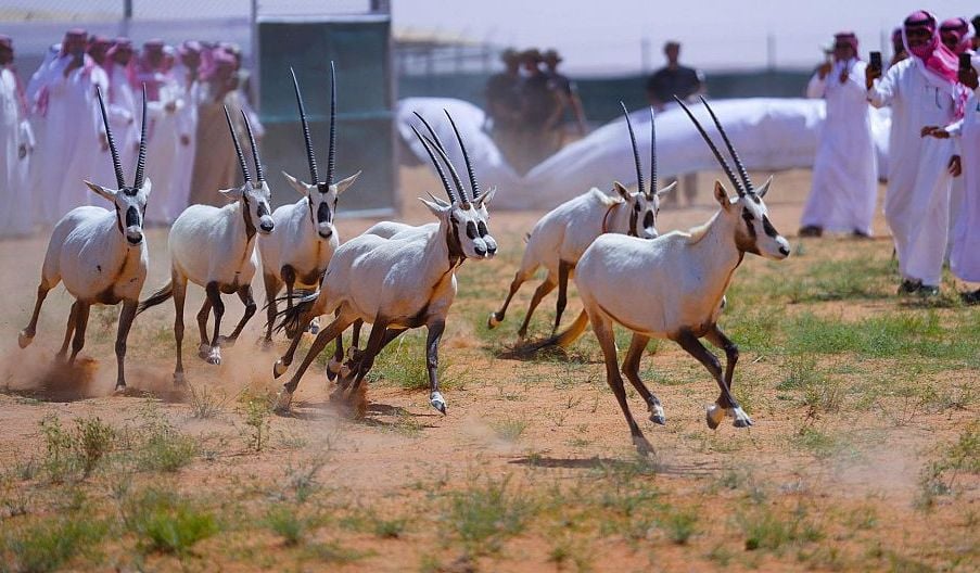 إعادة توطين الكائنات الفطرية المهددة بالانقراض
