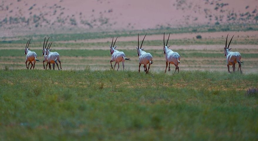 إعادة توطين الكائنات الفطرية المهددة بالانقراض