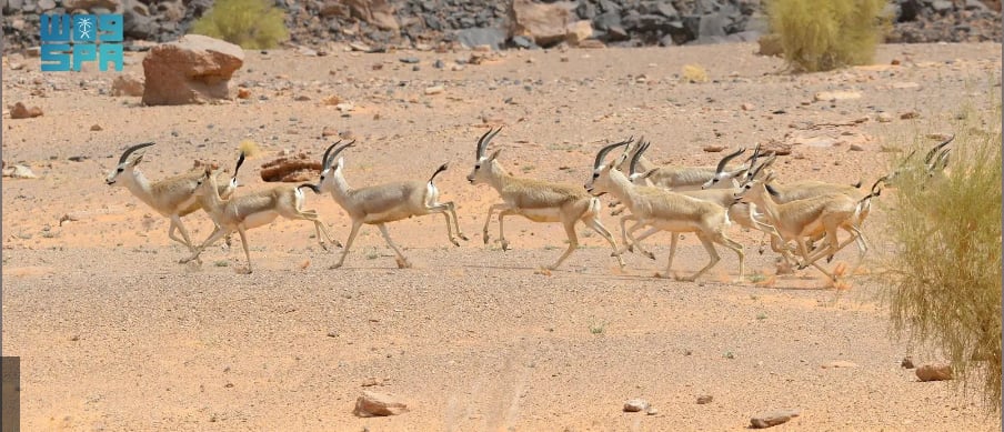 محمية الملك سلمان بن عبدالعزيز