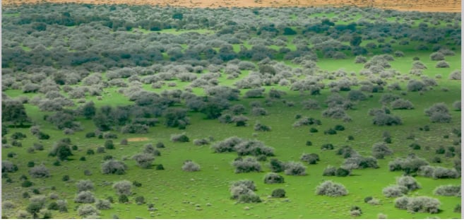 محمية الملك عبدالعزيز الملكية