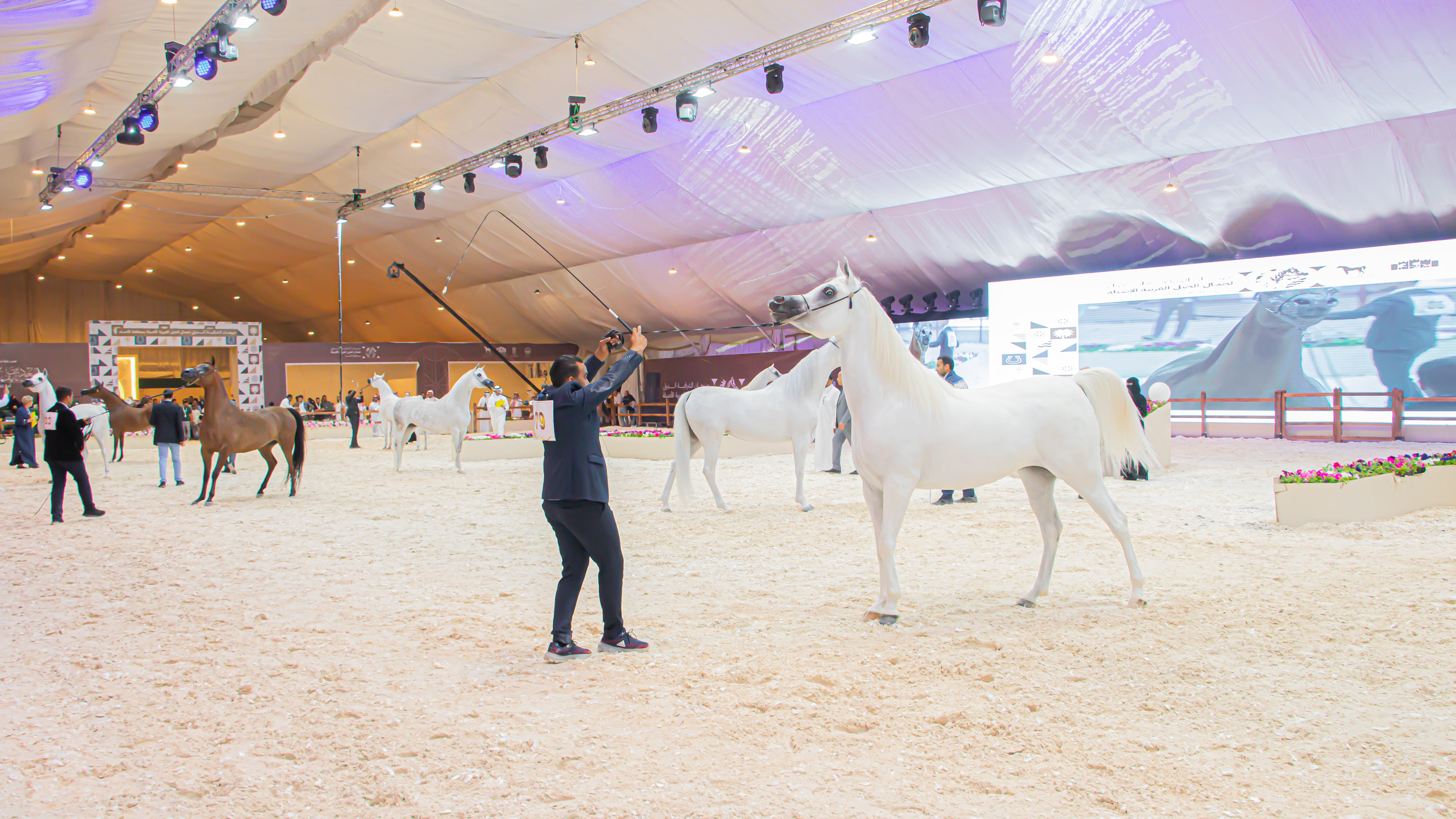  مهرجان الشرقية الدولي لجمال الخيل العربية الأصيلة